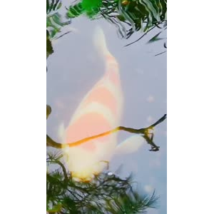 动物278