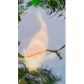 动物278