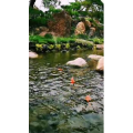 动物280