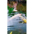 动物287