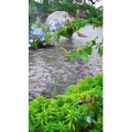 动物289