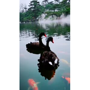 动物291