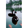 动物291