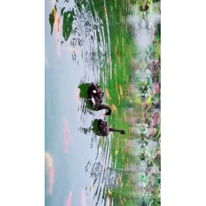 动物293