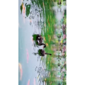 动物293