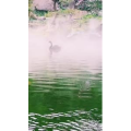 动物294