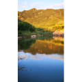动物295