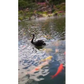 动物298