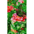 动物303