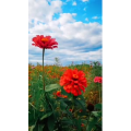 动物304
