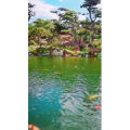 动物307