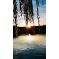 动物309