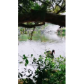 动物311