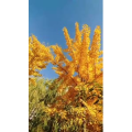 花43