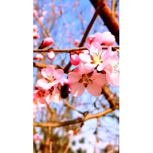 花45