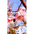 花45