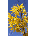 花46