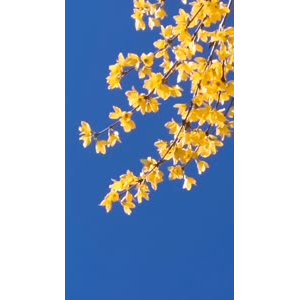 花47
