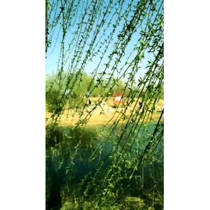 花50