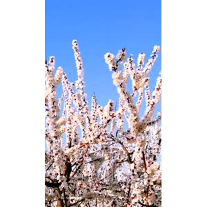 花51