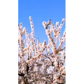 花51