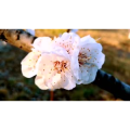 花52