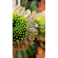 花55