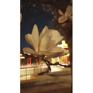 花57