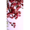 花58