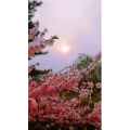 花59
