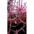 花60