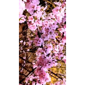 花62