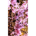 花62