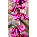花63