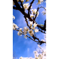 花64