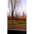 花67