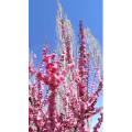 花71