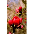 花72