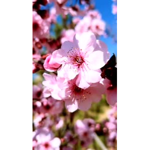 花73