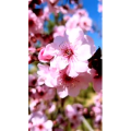 花73