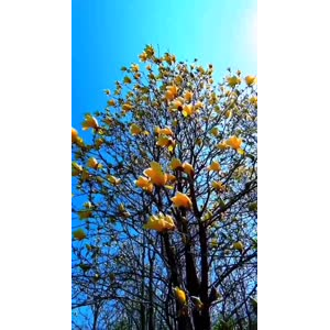 花76