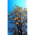 花76