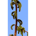 花78