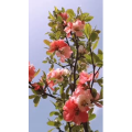 花79