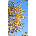 花80