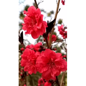 花81