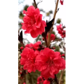 花81