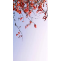 花82