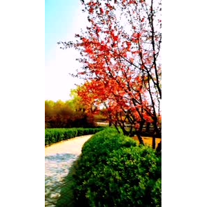 花84