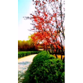 花84